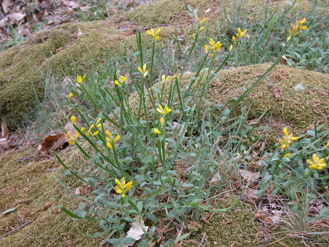 Broom, Winged leaf